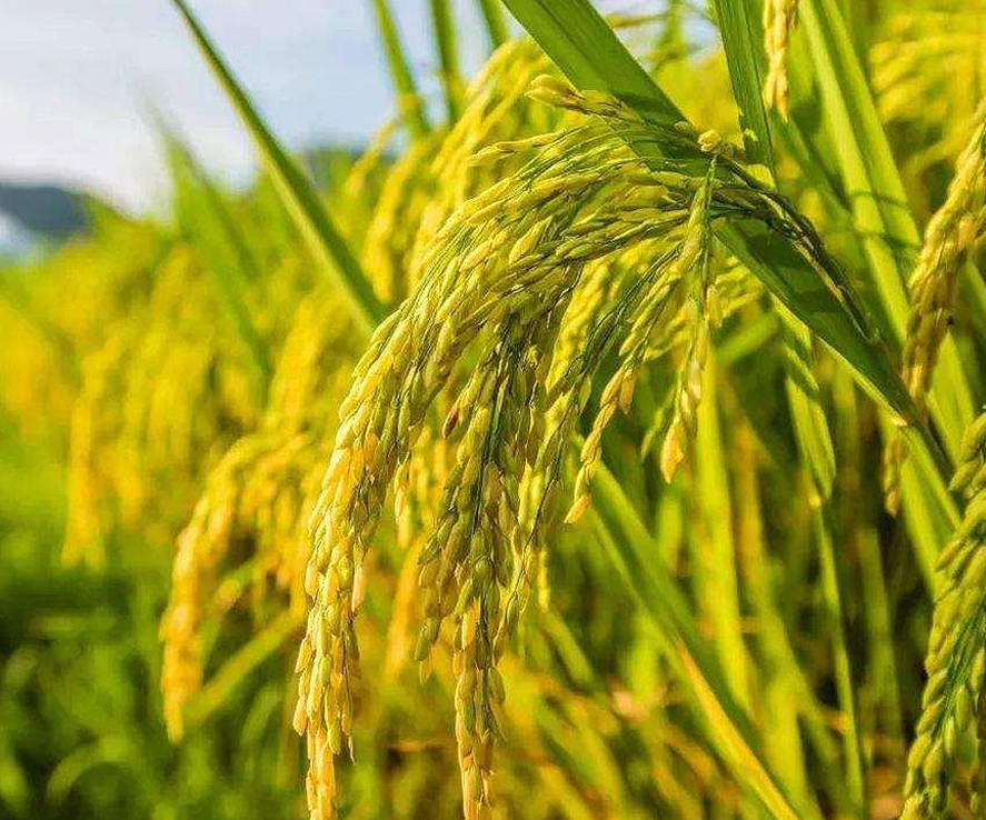 微酸性电解水的生成机理